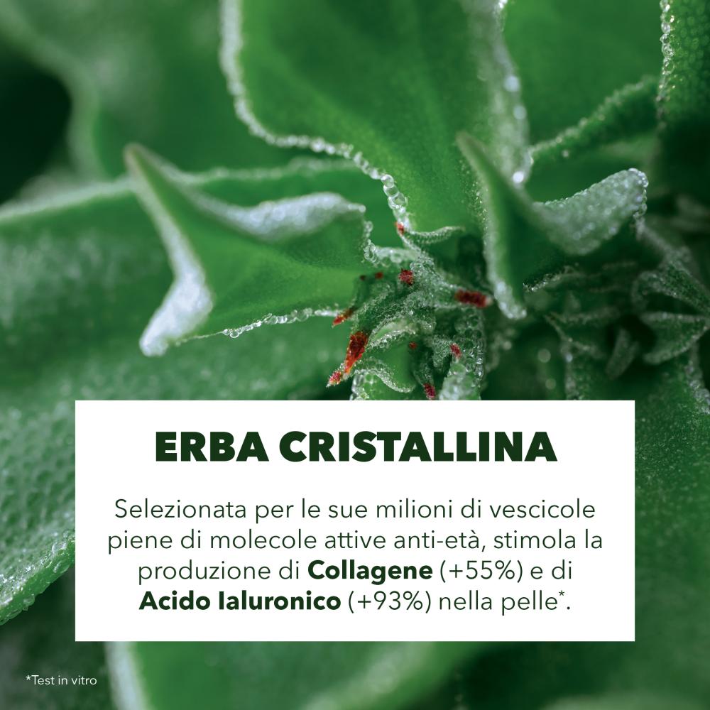 erba cristallina