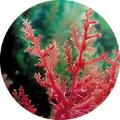 Macro-Alga Sebo Active Clear