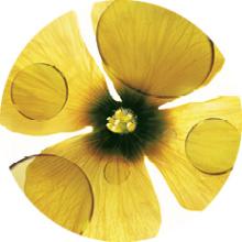 camelina